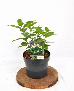 Hydrangea pan. 'Polar Bear' 25-30 cm cont. 3,0L - afbeelding 3