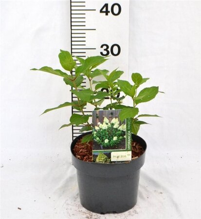 Hydrangea pan. 'Polar Bear' 25-30 cm cont. 3,0L - afbeelding 4