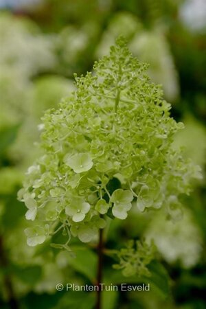 Hydrangea pan. 'Polar Bear' 25-30 cm cont. 3,0L - afbeelding 5