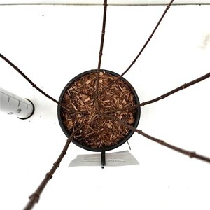 Hydrangea pan. 'Pink Diamond' 40-50 cm cont. 2,5L