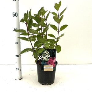 Hydrangea pan. 'Pink Diamond' 40-50 cm cont. 2,5L - afbeelding 2