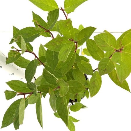 Hydrangea pan. 'Pink Diamond' 40-50 cm cont. 2,5L - afbeelding 3