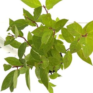 Hydrangea pan. 'Pink Diamond' 40-50 cm cont. 2,5L - afbeelding 3