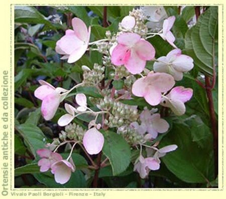 Hydrangea pan. 'Pink Diamond' 40-50 cm cont. 2,5L - afbeelding 7