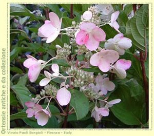 Hydrangea pan. 'Pink Diamond' 40-50 cm cont. 2,5L - afbeelding 7