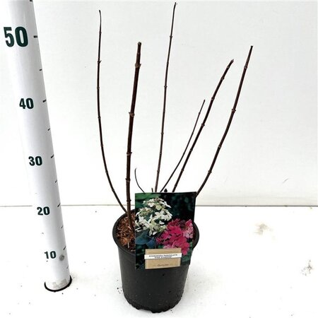 Hydrangea pan. 'Pink Diamond' 40-50 cm cont. 2,5L - afbeelding 4