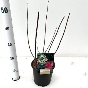 Hydrangea pan. 'Pink Diamond' 40-50 cm cont. 2,5L - afbeelding 4