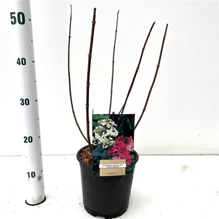 Hydrangea pan. 'Pink Diamond' 40-50 cm cont. 2,5L - afbeelding 5