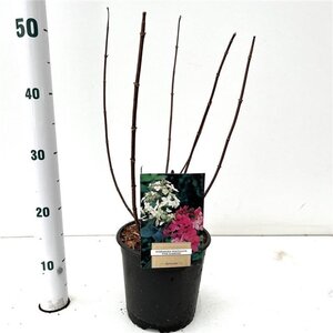 Hydrangea pan. 'Pink Diamond' 40-50 cm cont. 2,5L - afbeelding 5
