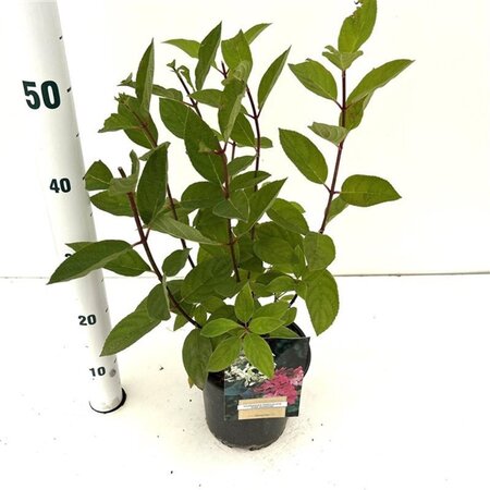 Hydrangea pan. 'Pink Diamond' 40-50 cm cont. 2,5L - afbeelding 6