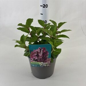 Hydrangea pan. Petite Star 20-30 cm cont. 3,0L