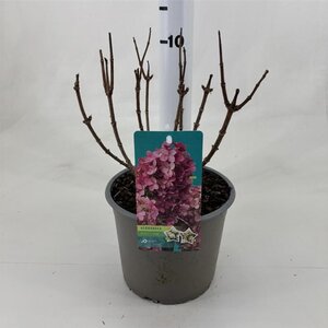 Hydrangea pan. Petite Star 20-30 cm cont. 3,0L - afbeelding 1
