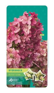 Hydrangea pan. Petite Star 20-30 cm cont. 3,0L - afbeelding 2