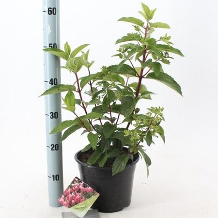 Hydrangea pan. Pinky Winky 25-30 cm cont. 2,0L