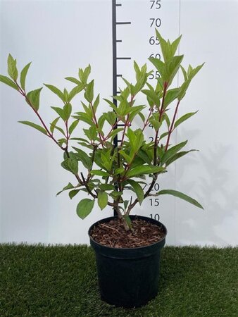 Hydrangea pan. Pinky Winky 40-50 cm cont. 3,0L