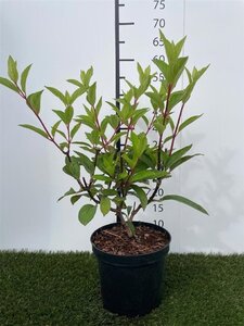 Hydrangea pan. Pinky Winky 40-50 cm cont. 3,0L