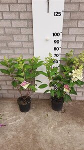 Hydrangea pan. Pinky Winky 40-60 cm cont. 5,0L - afbeelding 4