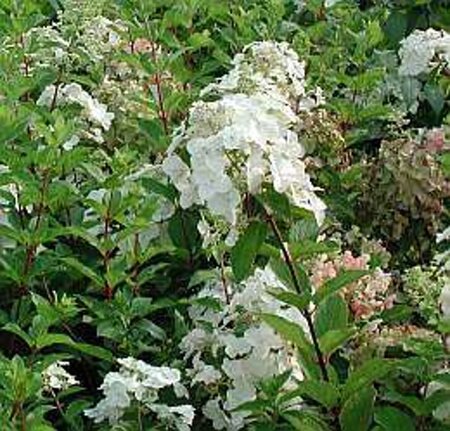 Hydrangea pan. Pinky Winky 60-80 cm cont. 15L - afbeelding 1