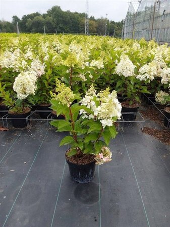 Hydrangea pan. Pinky Winky 60-80 cm cont. 5,0L - afbeelding 3