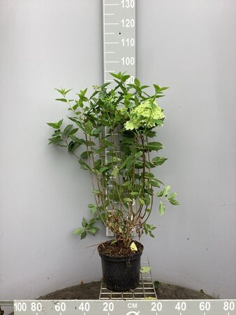 Hydrangea pan. Pinky Winky 60-80 cm cont. 5,0L - afbeelding 1