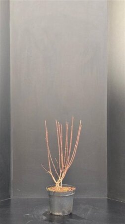 Hydrangea pan. Pinky Winky 60-80 cm cont. 7,5L - afbeelding 4