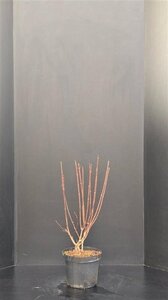 Hydrangea pan. Pinky Winky 60-80 cm cont. 7,5L - afbeelding 4