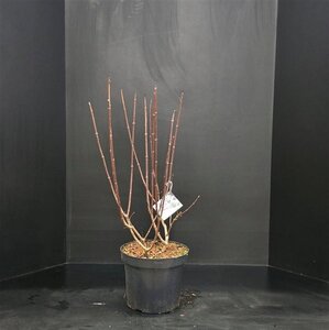 Hydrangea pan. Pinky Winky 60-80 cm cont. 7,5L - afbeelding 5