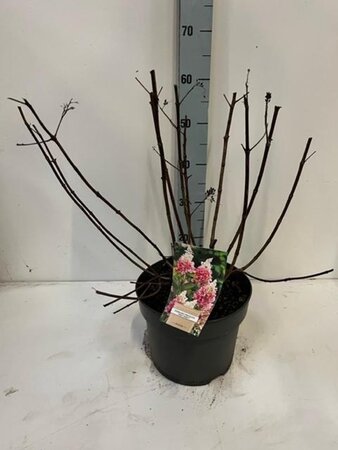 Hydrangea pan. Pinky Winky 60-80 cm cont. 7,5L - afbeelding 4