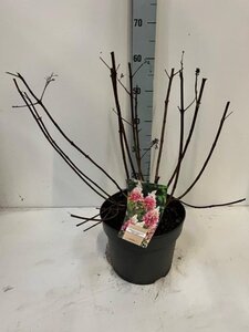 Hydrangea pan. Pinky Winky 60-80 cm cont. 7,5L - afbeelding 4