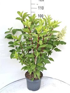 Hydrangea pan. Pinky Winky 60-80 cm cont. 7,5L - afbeelding 4
