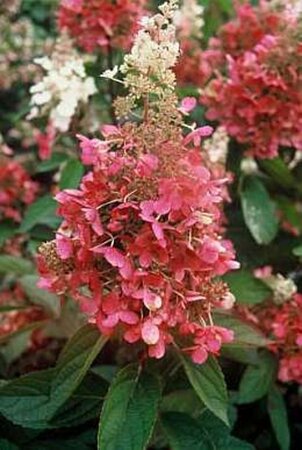 Hydrangea pan. Pinky Winky 60-80 cm cont. 7,5L - afbeelding 2