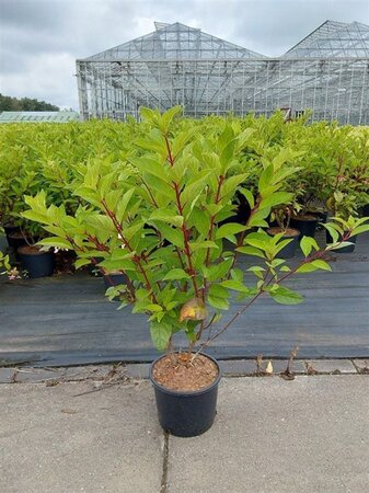 Hydrangea pan. Pinky Winky 60-80 cm cont. 7,5L - afbeelding 5