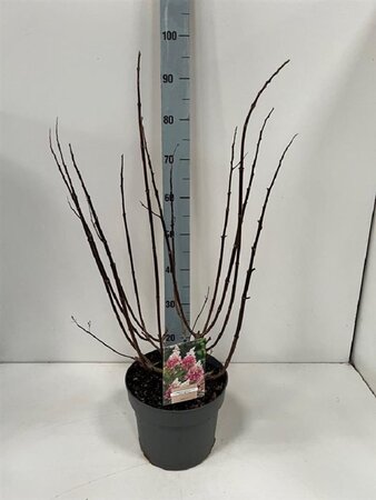 Hydrangea pan. Pinky Winky 60-80 cm cont. 7,5L - afbeelding 5