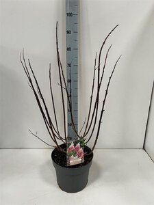 Hydrangea pan. Pinky Winky 60-80 cm cont. 7,5L - afbeelding 5