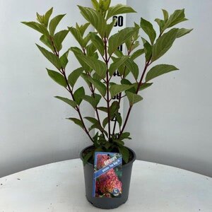 Hydrangea pan. Pinky Winky geen maat specificatie cont. 3,0L - afbeelding 4