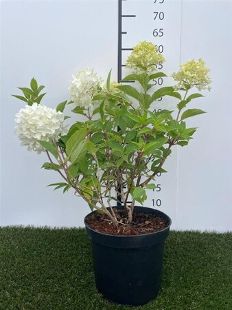 Hydrangea pan. Skyfall 40-50 cm cont. 3,0L