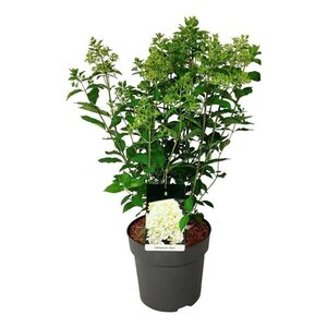 Hydrangea pan. Skyfall 60-80 cm cont. 15L