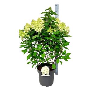 Hydrangea pan. Skyfall 60-80 cm cont. 15L - afbeelding 2