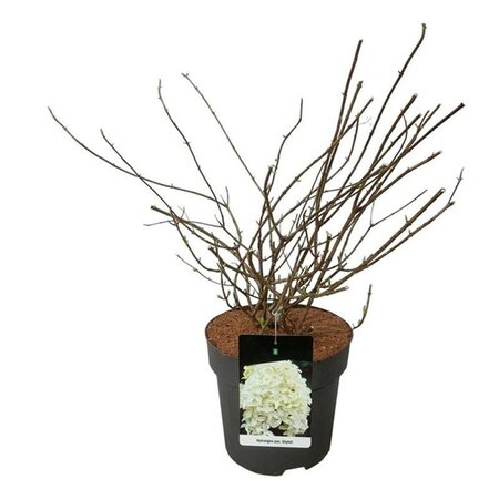 Hydrangea pan. Skyfall 60-80 cm cont. 15L - afbeelding 3