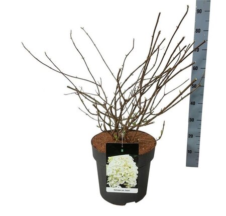 Hydrangea pan. Skyfall 60-80 cm cont. 15L - afbeelding 4