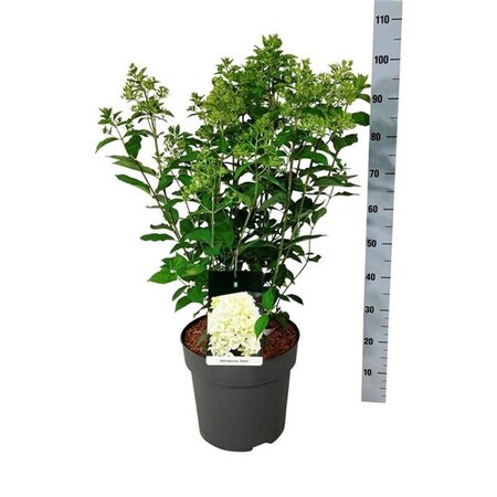 Hydrangea pan. Skyfall 60-80 cm cont. 15L - afbeelding 5