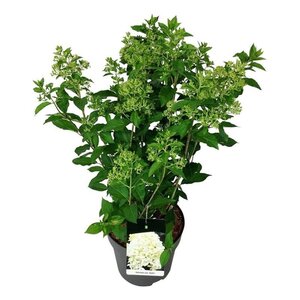 Hydrangea pan. Skyfall 60-80 cm cont. 15L - afbeelding 6