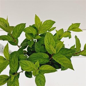 Hydrangea pan. 'Tardiva' 40-50 cm cont. 2,5L