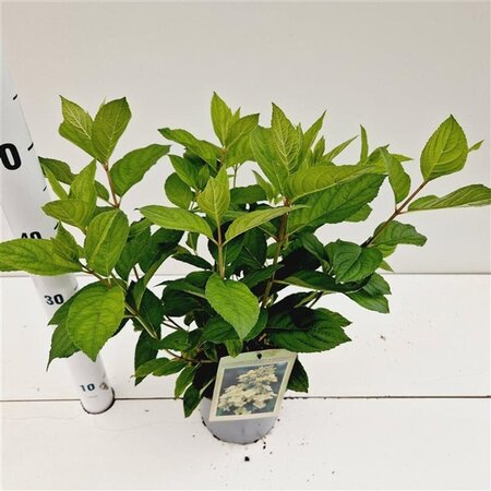Hydrangea pan. 'Tardiva' 40-50 cm cont. 2,5L - afbeelding 2