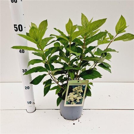 Hydrangea pan. 'Tardiva' 40-50 cm cont. 2,5L - afbeelding 3