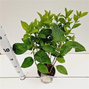 Hydrangea pan. 'Unique' 40-50 cm cont. 2,5L