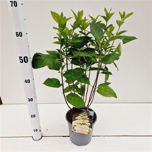 Hydrangea pan. 'Unique' 40-50 cm cont. 2,5L - afbeelding 2