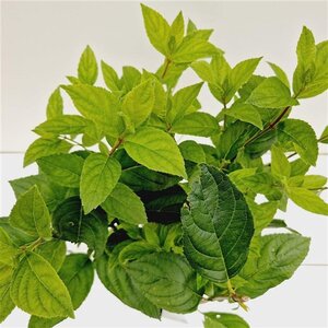 Hydrangea pan. 'Unique' 40-50 cm cont. 2,5L - afbeelding 3