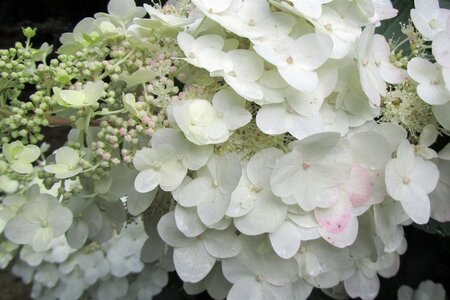 Hydrangea pan. 'Unique' 50-60 cm cont. 5,0L - afbeelding 6