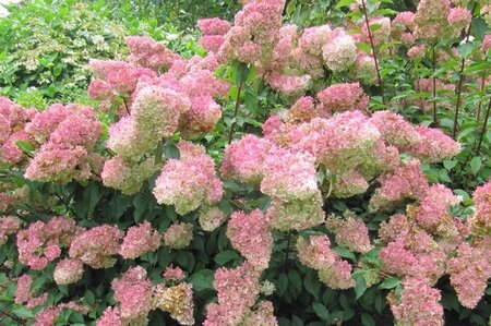 Hydrangea pan. Vanille-Fraise 110 cm stam cont. 10L - afbeelding 2